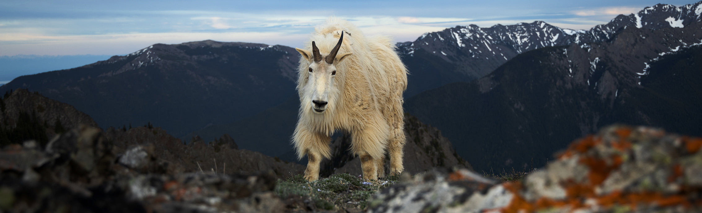 Mountain Goat billy with broken horn on rocky mountain ridge.